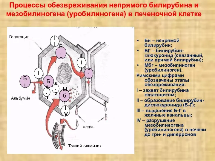 Процессы обезвреживания непрямого билирубина и мезобилиногена (уробилиногена) в печеночной клетке Бн