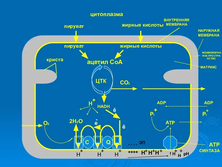 криста пируват пируват жирные кислоты жирные кислоты цитоплазма ацетил СоА ВНУТРЕННЯЯ