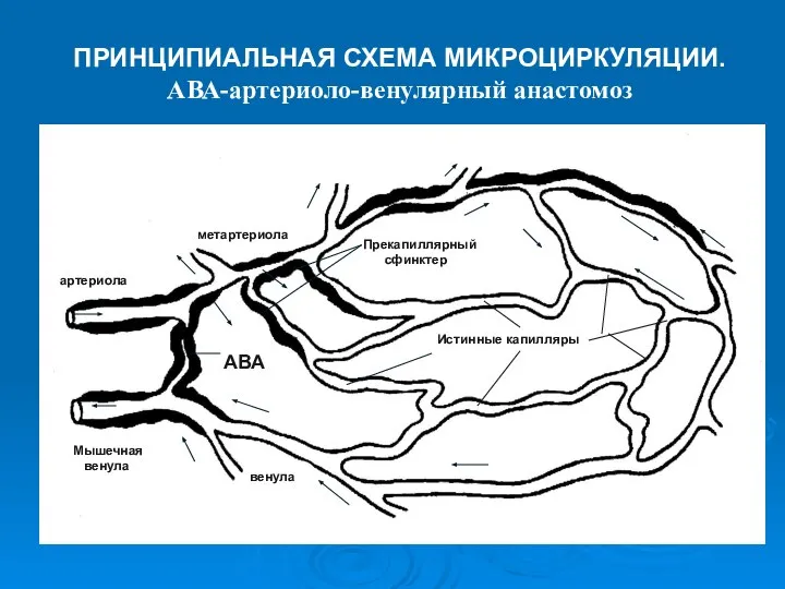 ПРИНЦИПИАЛЬНАЯ СХЕМА МИКРОЦИРКУЛЯЦИИ. АВА-артериоло-венулярный анастомоз артериола Мышечная венула метартериола Прекапиллярный сфинктер Истинные капилляры АВА венула