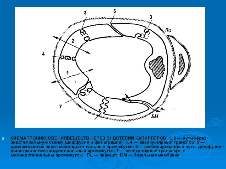 СХЕМАПРОНИКНОВЕНИЯВЕЩЕСТВ ЧЕРЕЗ ЭНДОТЕЛИЙ КАПИЛЛЯРОВ. 1, 2 — пути через эндотелиальную стенку