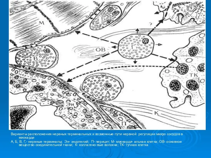 Варианты расположения нервных терминальных и возможные пути нервной регуляции микро сосудов