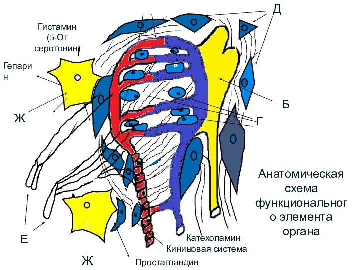 Д Б В Ж Ж А Гепарин Гистамин (5-От серотонин) Простагландины
