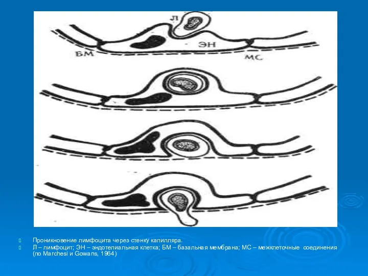 Проникновение лимфоцита через стенку капилляра. Л – лимфоцит; ЭН – эндотелиальная