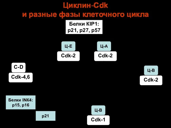 Циклин-Сdk и разные фазы клеточного цикла Белки КIР1: р21, р27, р57