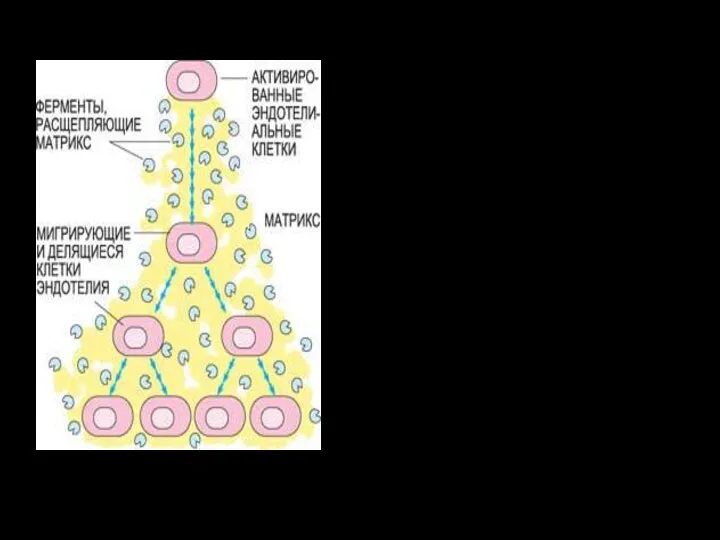 Активированные ФРЭС эндотелиальные клетки производят специальные ферменты – металлопротеиназы, расщепляющие матрикс