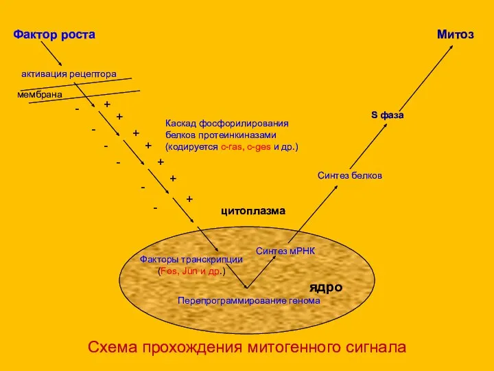 Схема прохождения митогенного сигнала Фактор роста Митоз Перепрограммирование генома ядро Синтез