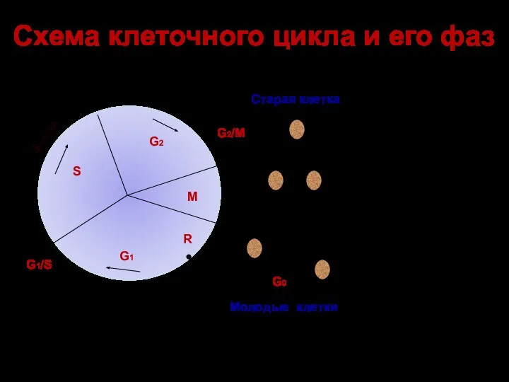 Схема клеточного цикла и его фаз G1 G2 S M G2-cyclin