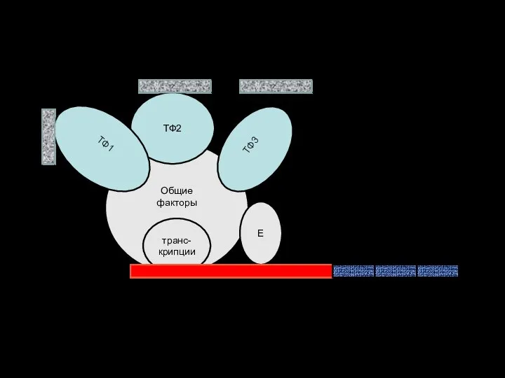 Функциональные отделы в ДНК эукариот Общие факторы транс-крипции Е ТФ3 ТФ2