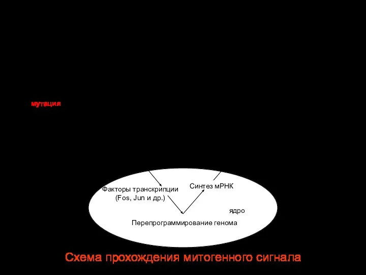 Схема прохождения митогенного сигнала рецептор Митоз Перепрограммирование генома ядро Синтез мРНК