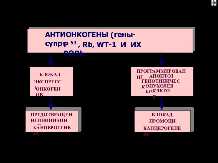 АНТИОНКОГЕНЫ (гены-супрессоры) P 53 , Rb, WT-1 И ИХ РОЛЬ БЛОКАДА