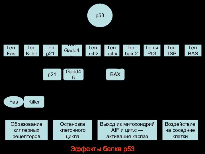 Эффекты белка р53 р53 Ген Fas Образование киллерных рецепторов Ген BAS