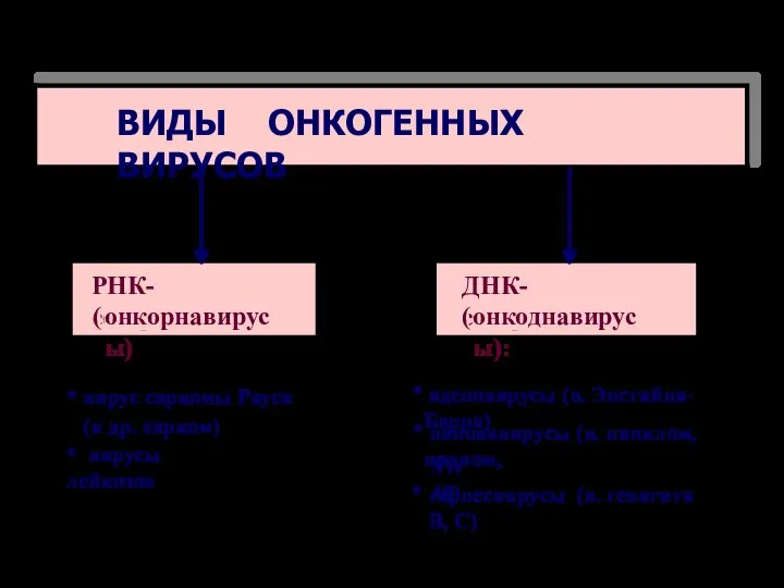 ВИДЫ ОНКОГЕННЫХ ВИРУСОВ ДНК-содержащие ( онкоднавирусы): РНК-содержащие ( онкорнавирусы) * вирус