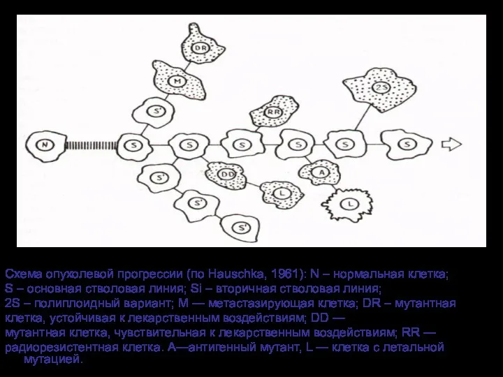 Схема опухолевой прогрессии (по Hauschka, 1961): N – нормальная клетка; S