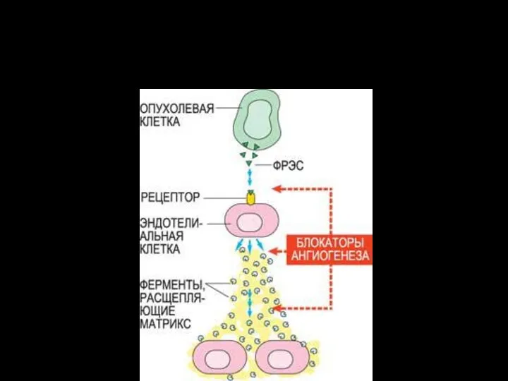 В настоящее время ученые проверяют возможность применения различных блокаторов ангиогенеза в