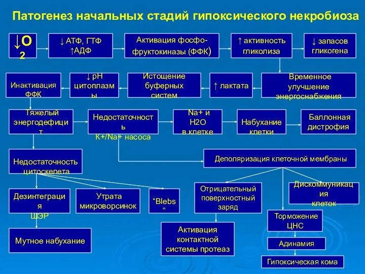 Патогенез начальных стадий гипоксического некробиоза ↓О2 ↓ АТФ, ГТФ ↑АДФ Активация