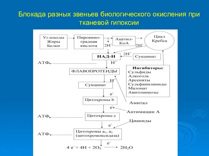 Блокада разных звеньев биологического окисления при тканевой гипоксии