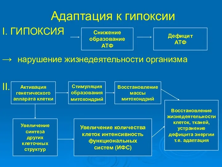 Адаптация к гипоксии I. ГИПОКСИЯ → нарушение жизнедеятельности организма II. Снижение