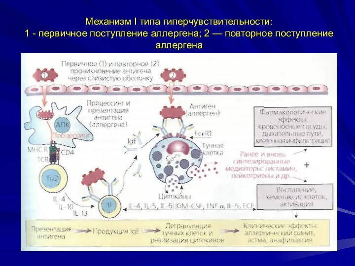 Механизм I типа гиперчувствительности: 1 - первичное поступление аллергена; 2 — повторное поступление аллергена