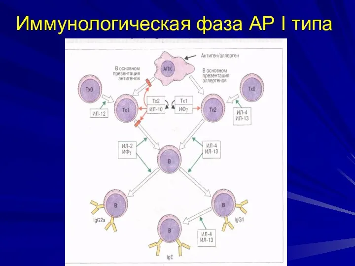 Иммунологическая фаза АР I типа