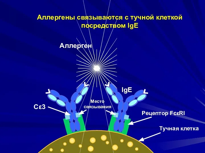 Рецептор FcεRI Аллерген Cε3 Место связывания IgE Тучная клетка Аллергены связываются с тучной клеткой посредством IgE