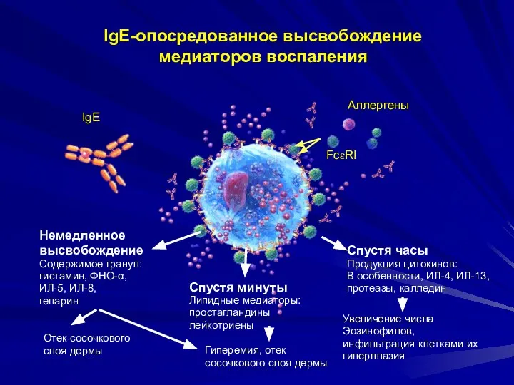 IgE Аллергены FcεRI Спустя минуты Липидные медиаторы: простагландины лейкотриены Гиперемия, отек