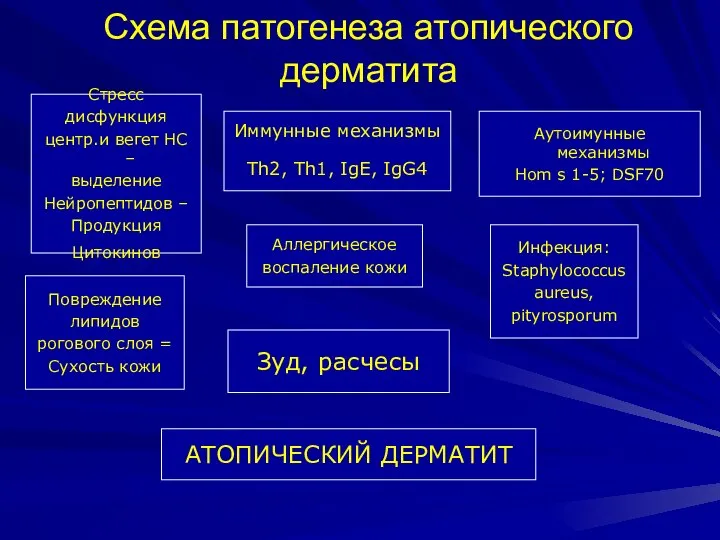 Схема патогенеза атопического дерматита Стресс дисфункция центр.и вегет НС – выделение