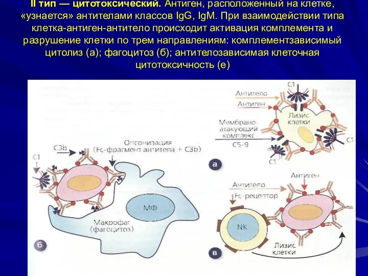 II тип — цитотоксический. Антиген, расположенный на клетке, «узнается» антителами классов