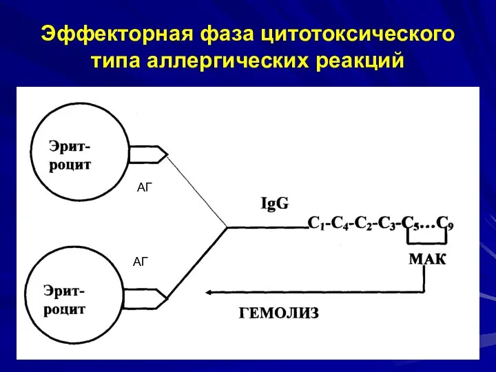 Эффекторная фаза цитотоксического типа аллергических реакций АГ АГ