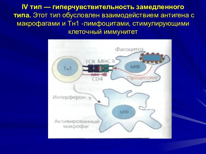 IV тип — гиперчувствительность замедленного типа. Этот тип обусловлен взаимодействием антигена