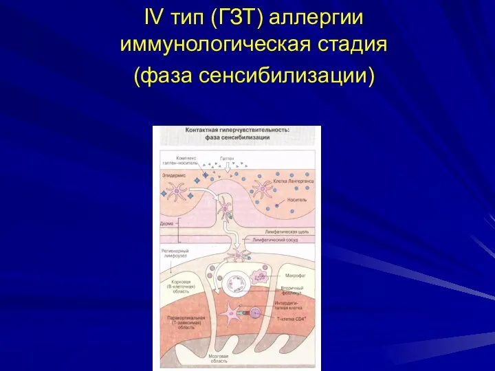 IV тип (ГЗТ) аллергии иммунологическая стадия (фаза сенсибилизации)