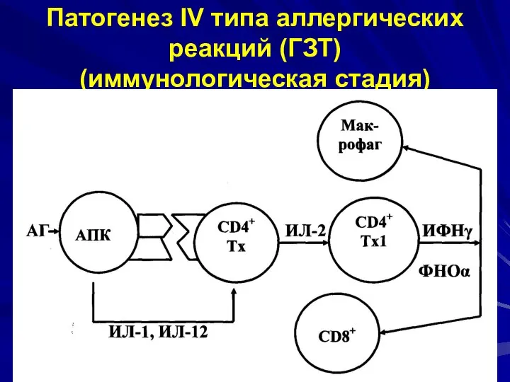 Патогенез IV типа аллергических реакций (ГЗТ) (иммунологическая стадия)