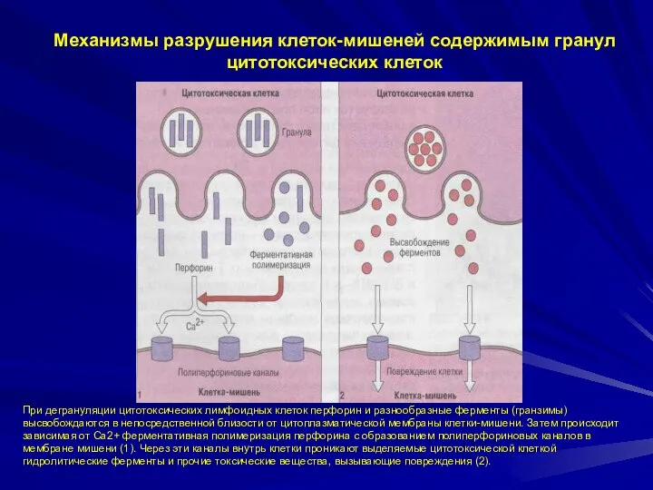 Механизмы разрушения клеток-мишеней содержимым гранул цитотоксических клеток При дегрануляции цитотоксических лимфоидных