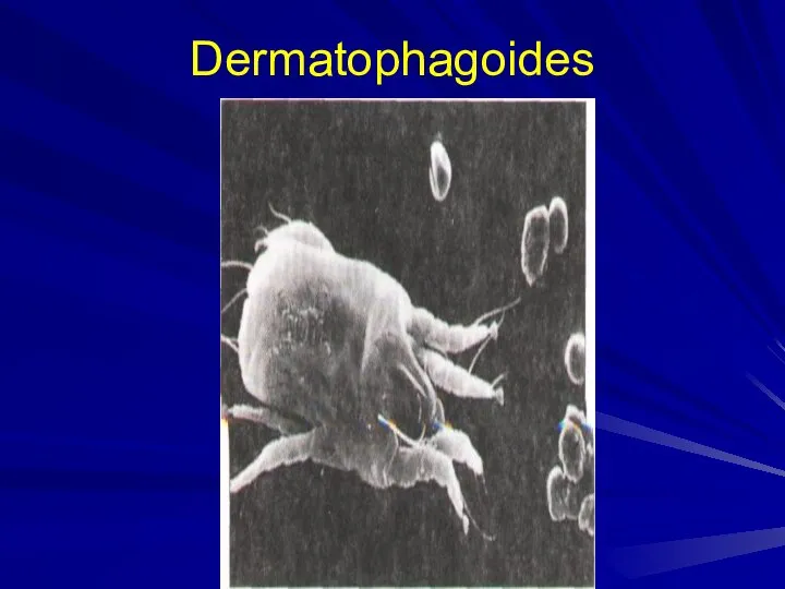 Dermatophagoides