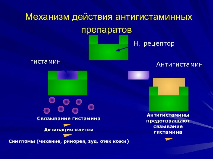 Meханизм действия антигистаминных препаратов Aнтигистамины предотвращают свзывание гистамина Нет активации клетки, нет симптомов * упрощенный