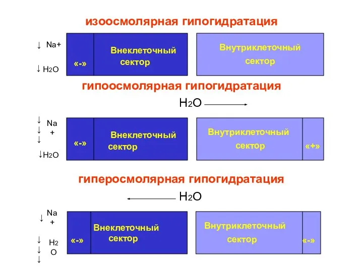 изоосмолярная гипогидратация гипоосмолярная гипогидратация Н2О гиперосмолярная гипогидратация Н2О Nа+ Внеклеточный сектор