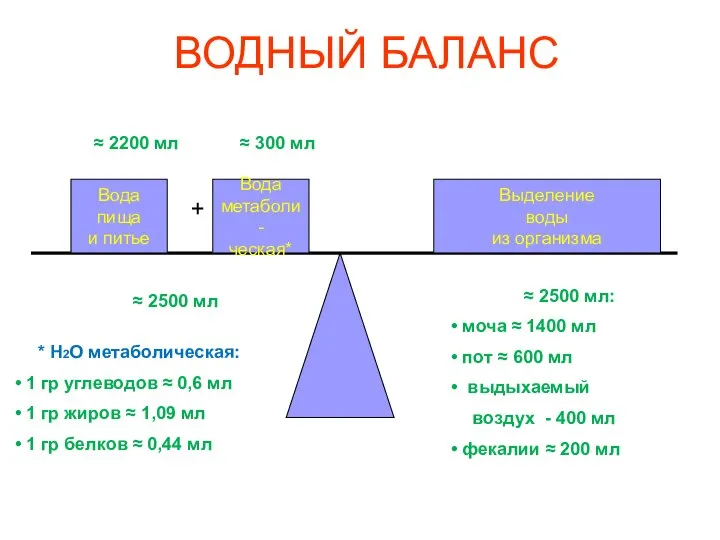 ВОДНЫЙ БАЛАНС Вода пища и питье Вода метаболи- ческая* + Выделение