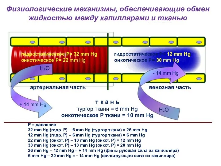 Физиологические механизмы, обеспечивающие обмен жидкостью между капиллярами и тканью Н2О Н2О