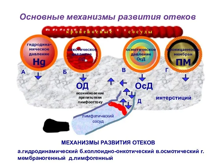 В.осмотиче лимфатический сосуд интерстиций к р о в е н о