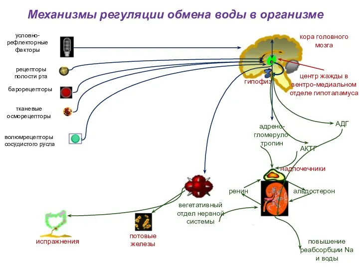 Механизмы регуляции обмена воды в организме кора головного мозга гипофиз центр