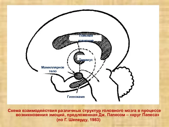 Схема взаимодействия различных структур головного мозга в процессе возникновения эмоций, предложенная