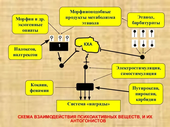 СХЕМА ВЗАИМОДЕЙСТВИЯ ПСИХОАКТИВНЫХ ВЕЩЕСТВ, И ИХ АНТОГОНИСТОВ Система «награды» Морфиноподобные продукты