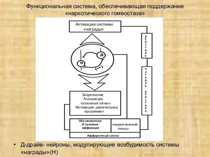 Функциональная система, обеспечивающая поддержание «наркотического гомеостаза» Д-драйв- нейроны, модулирующие возбудимость системы