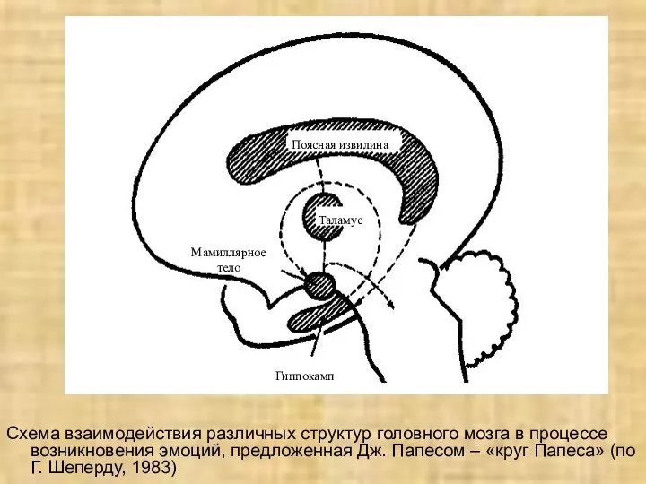 Схема взаимодействия различных структур головного мозга в процессе возникновения эмоций, предложенная