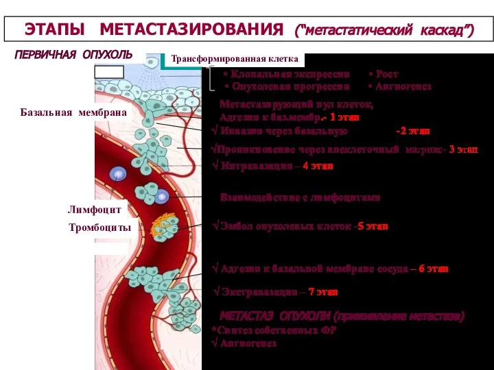 ПЕРВИЧНАЯ ОПУХОЛЬ Трансформированная клетка Базальная мембрана Лимфоцит Тромбоциты ЭТАПЫ МЕТАСТАЗИРОВАНИЯ (“метастатический