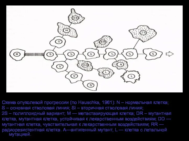 Схема опухолевой прогрессии (по Hauschka, 1961): N – нормальная клетка; S