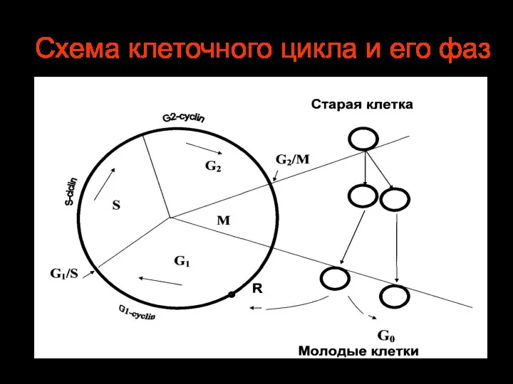 Схема клеточного цикла и его фаз