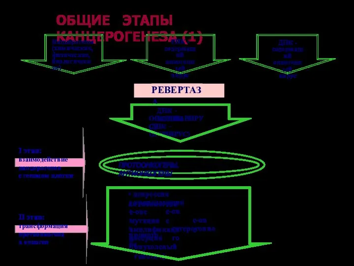 ОБЩИЕ ЭТАПЫ КАНЦЕРОГЕНЕЗА (1) I этап: взаимодействие канцерогенов с геномом клетки