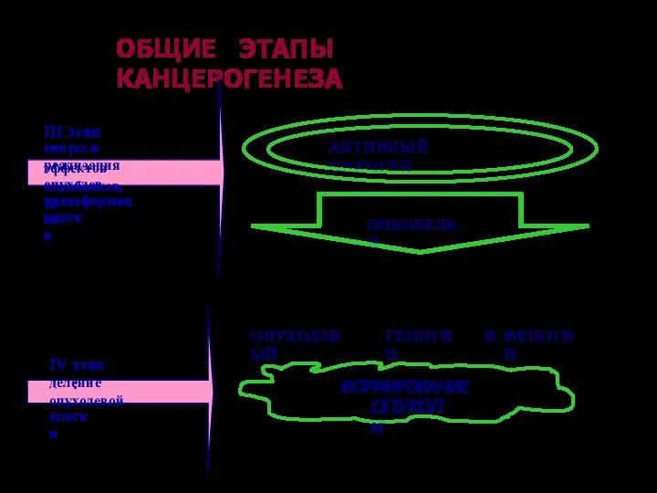 ОБЩИЕ ЭТАПЫ КАНЦЕРОГЕНЕЗА III этап: синтез и реализация эффектов онкобелков, опухолевая