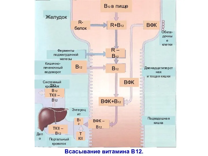 Всасывание витамина В12. Желудок В12 в пище ВФК R – В12