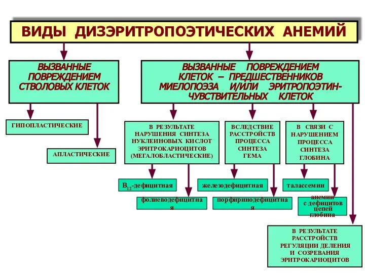 ВИДЫ ДИЗЭРИТРОПОЭТИЧЕСКИХ АНЕМИЙ В РЕЗУЛЬТАТЕ РАССТРОЙСТВ РЕГУЛЯЦИИ ДЕЛЕНИЯ И СОЗРЕВАНИЯ ЭРИТРОКАРИОЦИТОВ